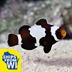  Captive-Bred Black Snowflake Clownfish